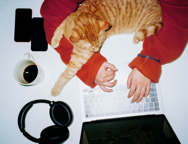 cat laying on person using a laptop